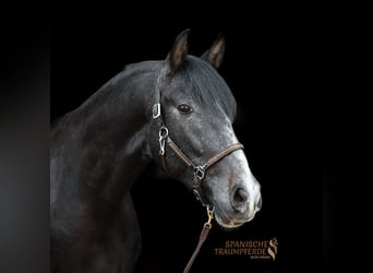 PRE, Gelding, 4 years, 15,1 hh, Gray-Dark-Tan