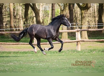 PRE Mix, Gelding, 4 years, 15,1 hh, Gray-Dark-Tan