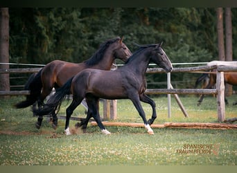 PRE, Gelding, 4 years, 15,1 hh, Gray-Dark-Tan