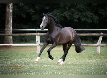 PRE, Gelding, 4 years, 15,1 hh, Gray-Dark-Tan