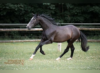 PRE, Gelding, 4 years, 15,1 hh, Gray-Dark-Tan