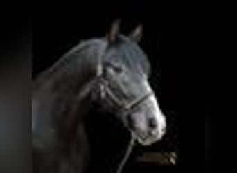 PRE Mix, Gelding, 4 years, 15,1 hh, Gray-Dark-Tan
