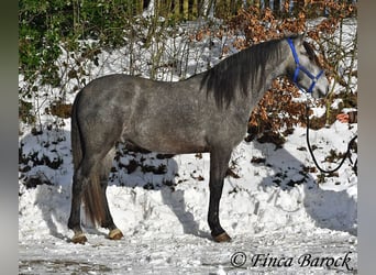 PRE Mix, Gelding, 4 years, 15,1 hh, Grey