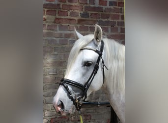PRE Mix, Gelding, 4 years, 15,1 hh, Grey-Dapple