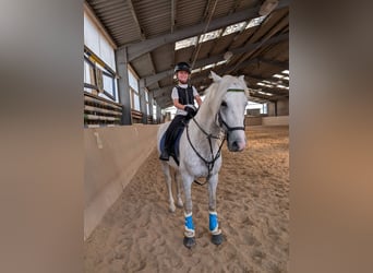PRE Mix, Gelding, 4 years, 15,1 hh, Grey-Dapple