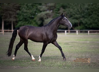 PRE, Gelding, 4 years, 15,1 hh, Grey-Dark-Tan