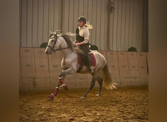 PRE Mix, Gelding, 4 years, 15,1 hh, Grey