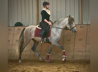 PRE Mix, Gelding, 4 years, 15,1 hh, Grey