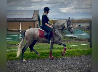PRE Mix, Gelding, 4 years, 15,1 hh, Grey
