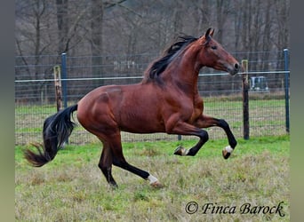 PRE Mix, Gelding, 4 years, 15,2 hh, Brown