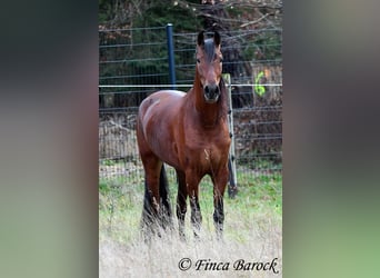 PRE Mix, Gelding, 4 years, 15,2 hh, Brown