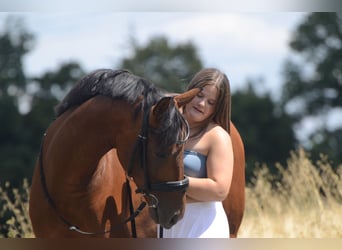 PRE Mix, Gelding, 4 years, 15,2 hh, Brown