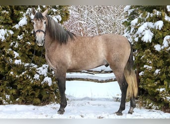 PRE Mix, Gelding, 4 years, 15,2 hh, Brown Falb mold
