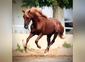 PRE Mix, Gelding, 4 years, 15,2 hh, Chestnut-Red
