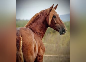 PRE Mix, Gelding, 4 years, 15,2 hh, Chestnut-Red