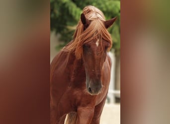 PRE Mix, Gelding, 4 years, 15,2 hh, Chestnut-Red