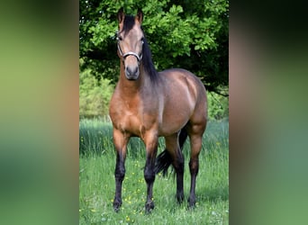 PRE Mix, Gelding, 4 years, 15,2 hh, Dun