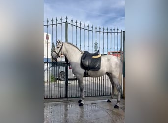PRE Mix, Gelding, 4 years, 15,2 hh, Gray-Dapple