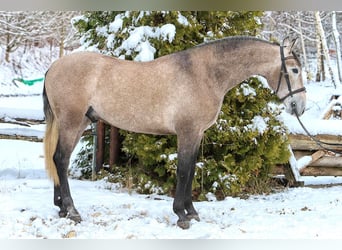 PRE Mix, Gelding, 4 years, 15,2 hh, Grey-Red-Tan