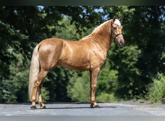 PRE Mix, Gelding, 4 years, 15,2 hh, Palomino