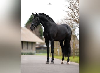 PRE Mix, Gelding, 4 years, 15,3 hh, Black