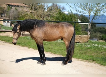 PRE Mix, Gelding, 4 years, 15,3 hh, Dun