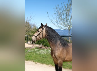 PRE Mix, Gelding, 4 years, 15,3 hh, Dun