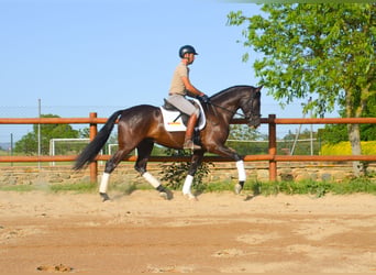 PRE, Gelding, 4 years, 16.1 hh, Black
