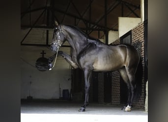 PRE Mix, Gelding, 4 years, 16.1 hh, Brown Falb mold