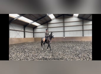 PRE, Gelding, 4 years, 16,1 hh, Gray-Blue-Tan