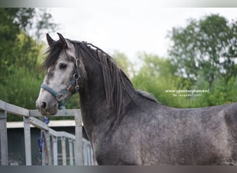 PRE, Gelding, 4 years, 16,1 hh, Gray-Blue-Tan