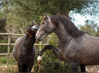 PRE, Gelding, 4 years, 16,1 hh, Gray