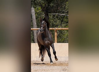 PRE, Gelding, 4 years, 16,1 hh, Gray