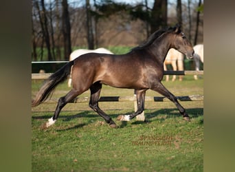 PRE Mix, Gelding, 4 years, 16.1 hh, Gray-Red-Tan