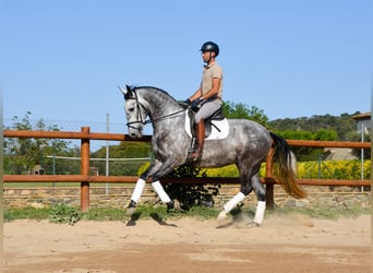 PRE, Gelding, 4 years, 16.1 hh, Grey-Dapple