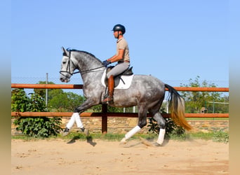 PRE, Gelding, 4 years, 16.1 hh, Grey-Dapple