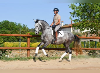 PRE, Gelding, 4 years, 16.1 hh, Grey-Dapple