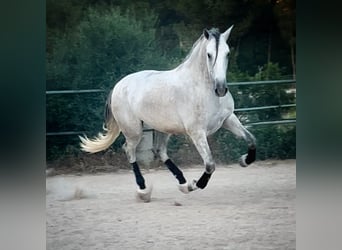PRE, Gelding, 4 years, 16.1 hh, Grey