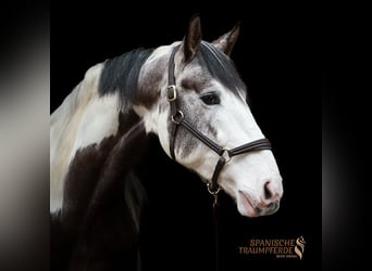 PRE Mix, Gelding, 4 years, 16,1 hh, Pinto