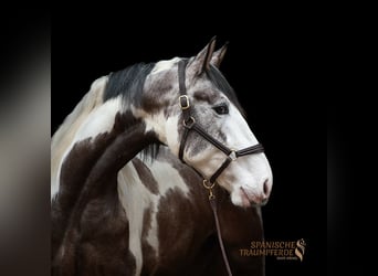 PRE Mix, Gelding, 4 years, 16,1 hh, Pinto