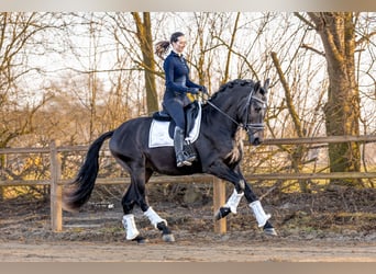 PRE, Gelding, 4 years, 16.2 hh, Black