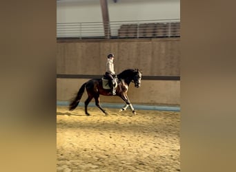 PRE Mix, Gelding, 4 years, 16,2 hh, Black