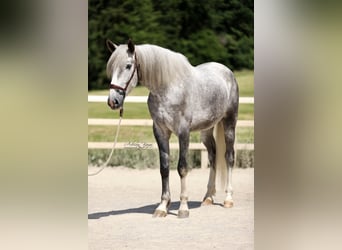 PRE Mix, Gelding, 4 years, 16.2 hh, Grey