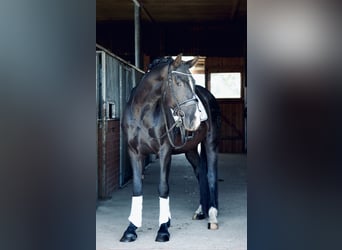 PRE Mix, Gelding, 4 years, 16 hh, Black