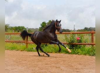 PRE, Gelding, 4 years, 16 hh, Black