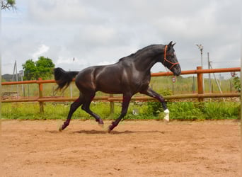 PRE, Gelding, 4 years, 16 hh, Black
