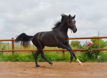 PRE, Gelding, 4 years, 16 hh, Black