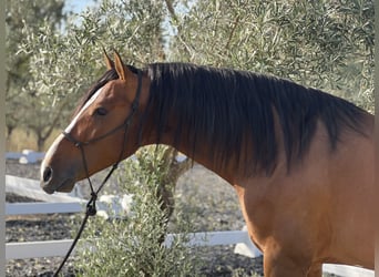 PRE, Gelding, 4 years, 16 hh, Brown