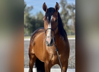 PRE, Gelding, 4 years, 16 hh, Brown