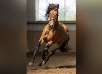 PRE, Gelding, 4 years, 16 hh, Brown-Light